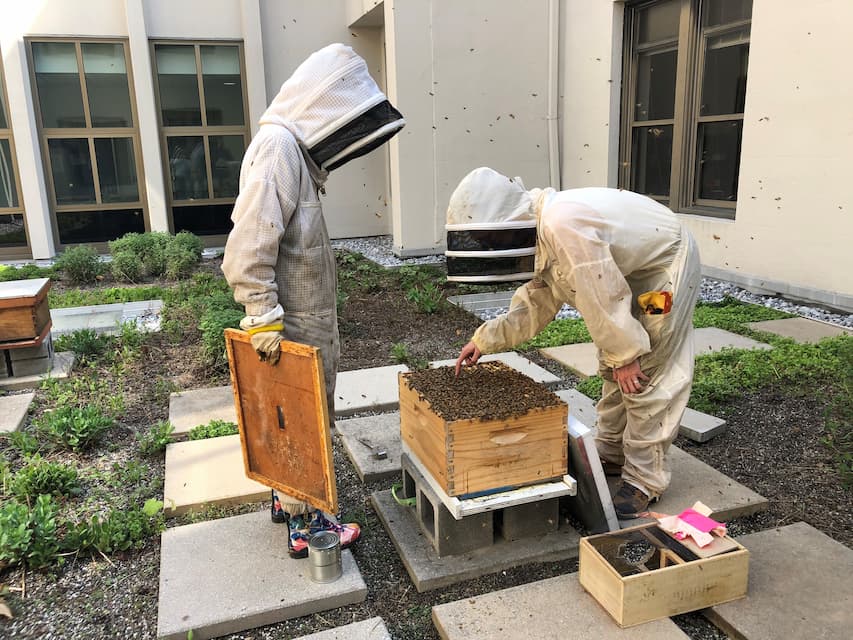 Two 91Ƭ students wearing bee suits on the Mary Graydon Center's green roof, observing a beehive.